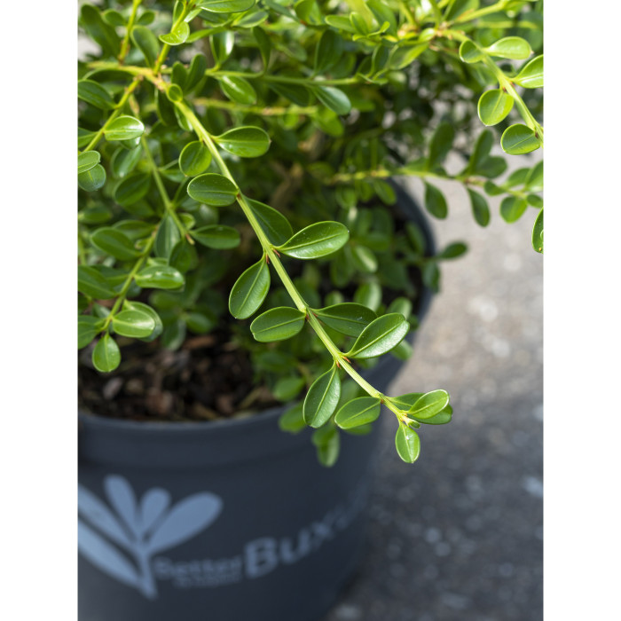 Buxus Betterbuxus® Renaissance her2009b01