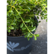 Buxus Betterbuxus® Renaissance her2009b01
