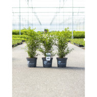 Buxus Betterbuxus® Skylight her2009b03