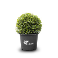 Buxus Betterbuxus® Skylight her2009b03