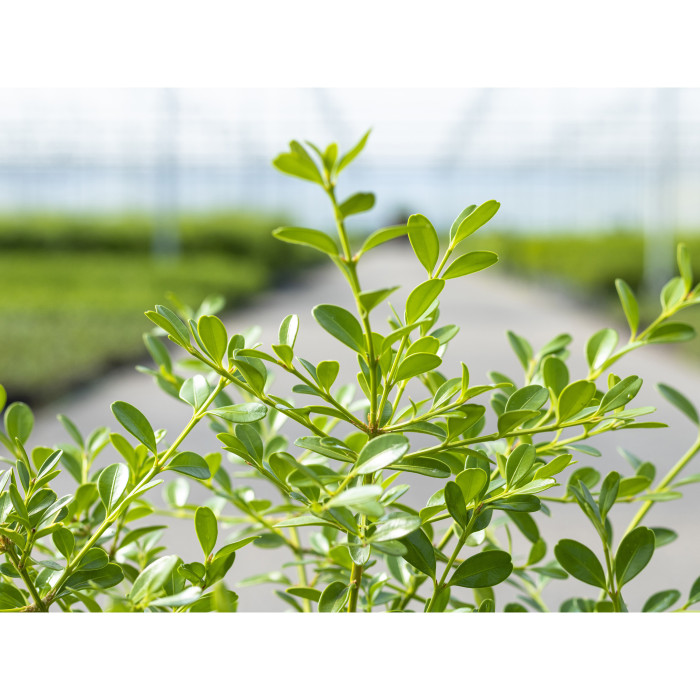 Buxus Betterbuxus® Skylight her2009b03