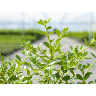 Buxus Betterbuxus® Skylight her2009b03