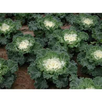 Choux à feuilles frisées coeur blanc