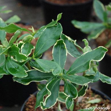 Daphne odora 'Aureomarginata'