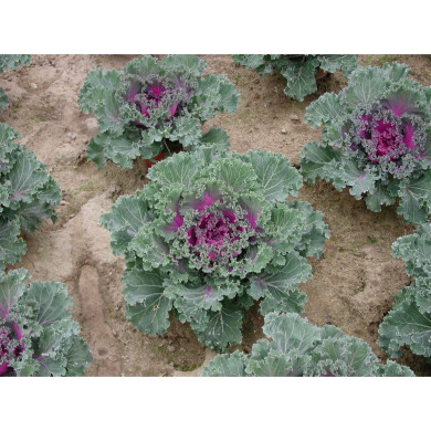 Choux à feuilles frisées coeur rouge
