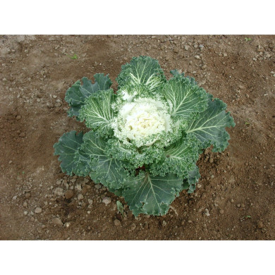 Choux à feuilles rondes coeur blanc