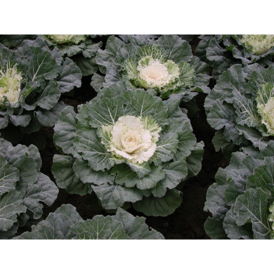 Choux à feuilles rondes coeur blanc
