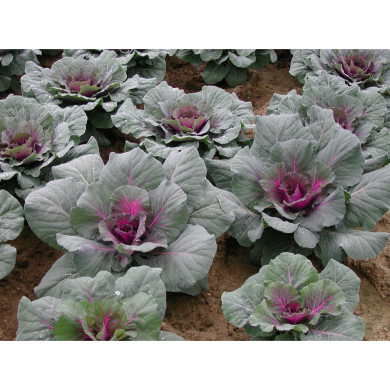 Choux à feuilles rondes coeur rouge