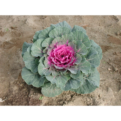Choux à feuilles rondes coeur rouge