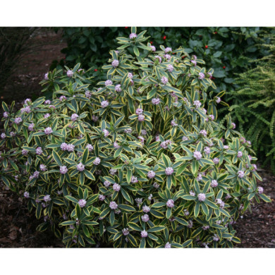 Daphne odora 'Marianni rogbet'