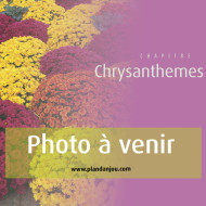 Chrysanthèmes multifleurs tricolores