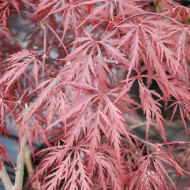 Acer palmatum 'Garnet'