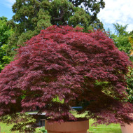 Acer palmatum 'Garnet'