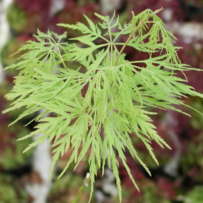 Acer palmatum 'Dissectum'