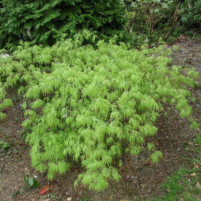 Acer palmatum 'Dissectum'