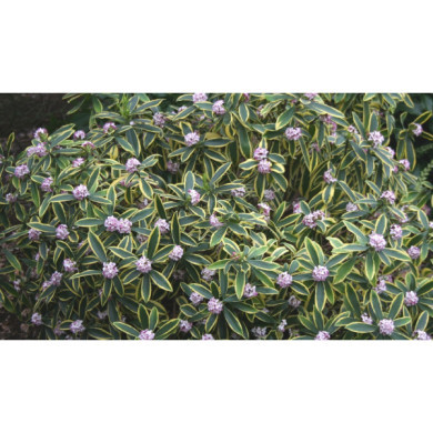 Daphne odora 'Marianni rogbet'