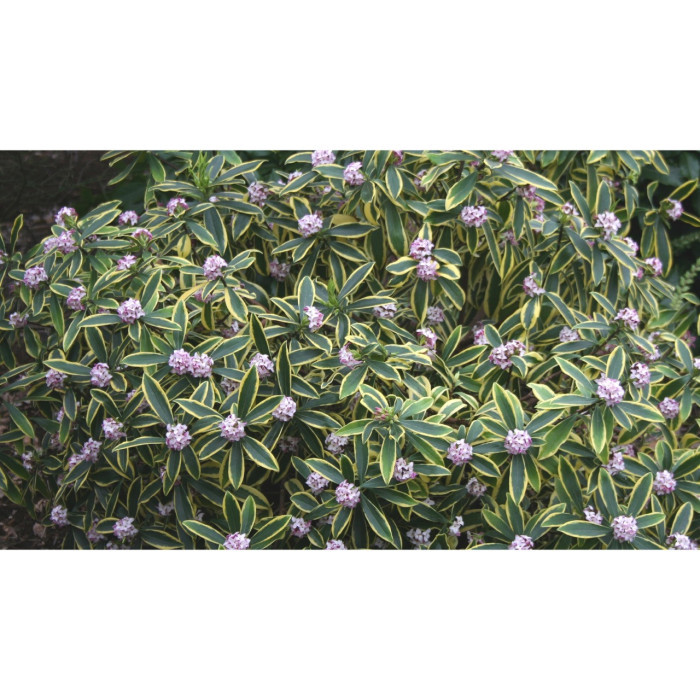 Daphne odora 'Marianni rogbet'