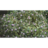 Daphne odora 'Marianni rogbet'
