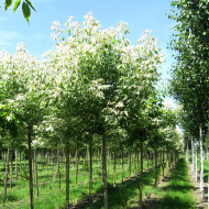 Acer negundo 'Flamingo'