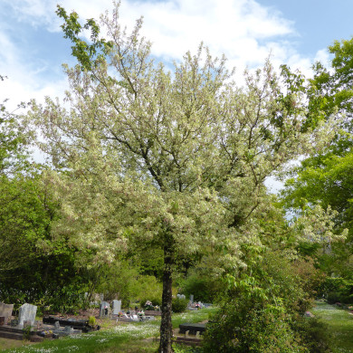 Acer negundo 'Flamingo'