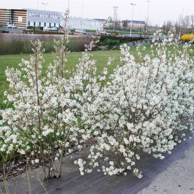 Amelanchier lamarckii