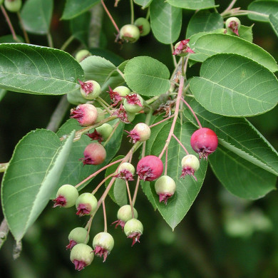Amelanchier lamarckii