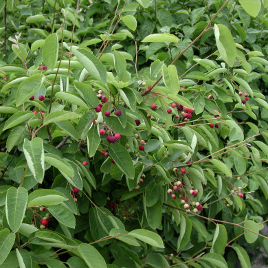 Amelanchier lamarckii