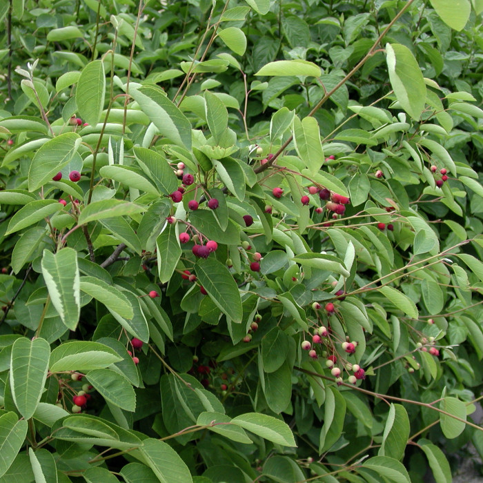 Amelanchier lamarckii