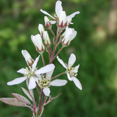 Amelanchier lamarckii