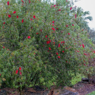 Callistemon rigidus