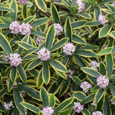 Daphne odora 'Marianni rogbet'