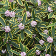 Daphne odora 'Marianni rogbet'