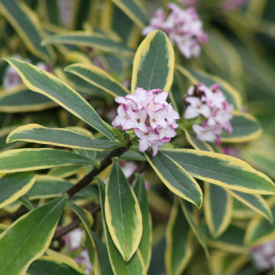 Daphne odora 'Marianni rogbet'