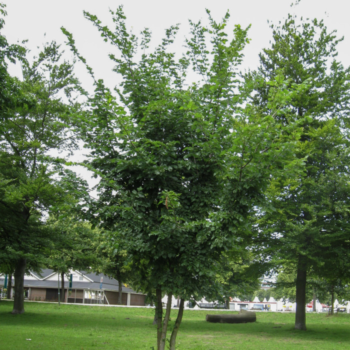 Carpinus betulus