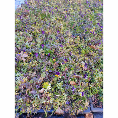 Carré de vivaces 8606 Magic (0,14m²)