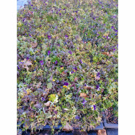 Carré de vivaces 8606 Magic (0,14m²)