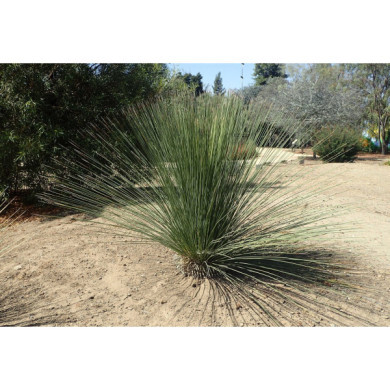 Dasylirion longissimum