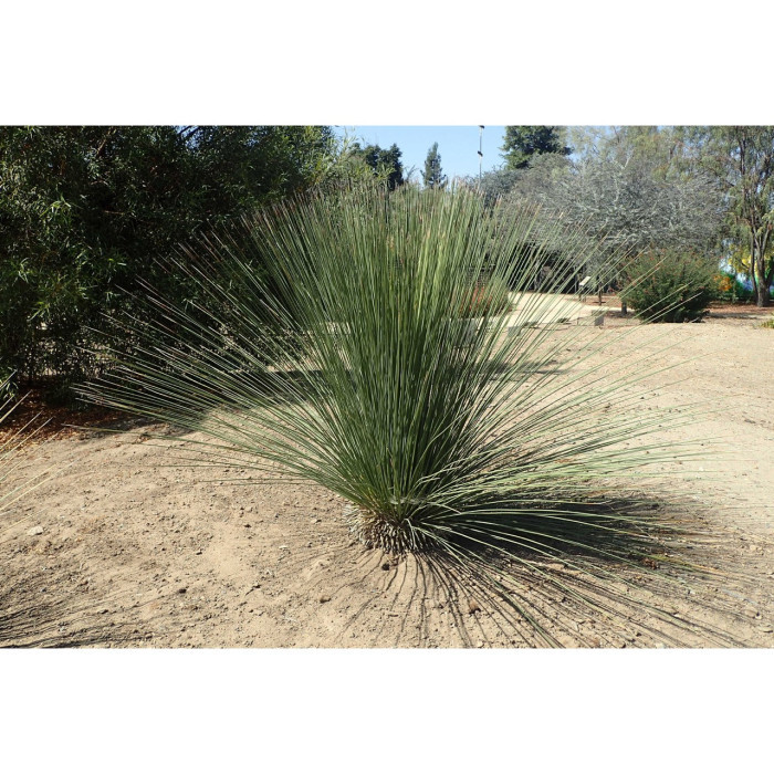 Dasylirion longissimum