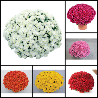 Chrysanthèmes grosses fleurs variées