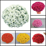Chrysanthèmes grosses fleurs variées