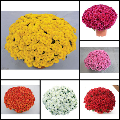 Chrysanthèmes grosses fleurs variées