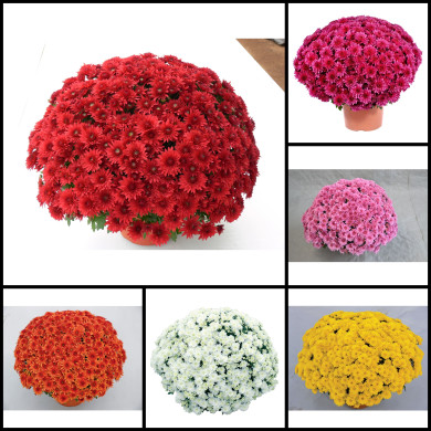 Chrysanthèmes grosses fleurs variées