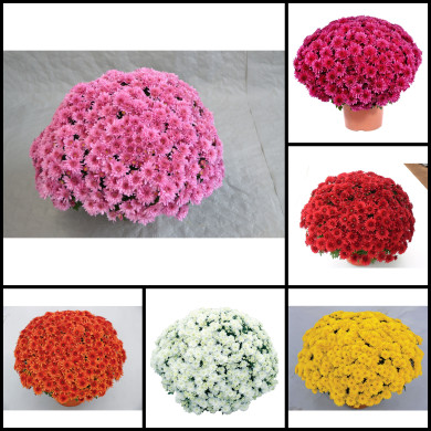 Chrysanthèmes grosses fleurs variées