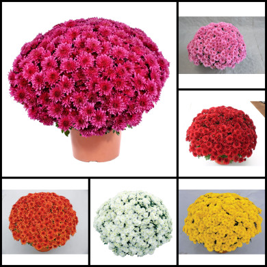 Chrysanthèmes grosses fleurs variées
