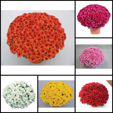 Chrysanthèmes grosses fleurs variées