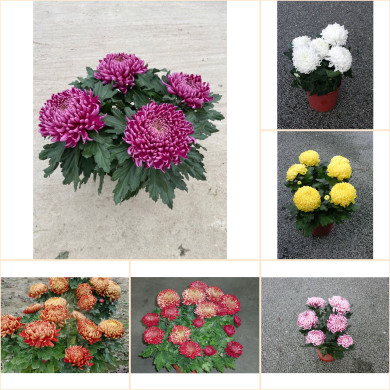 Chrysanthèmes multifleurs variés