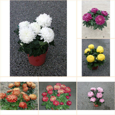 Chrysanthèmes multifleurs variés