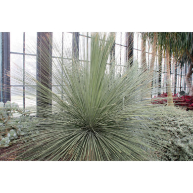 Dasylirion longissimum