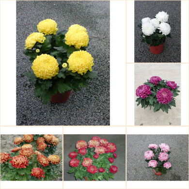 Chrysanthèmes multifleurs variés
