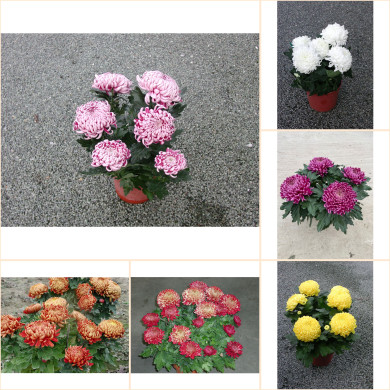 Chrysanthèmes multifleurs variés